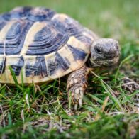 May 23: World Turtle Day | De Último Minuto English