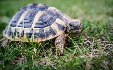 May 23: World Turtle Day | De Último Minuto English