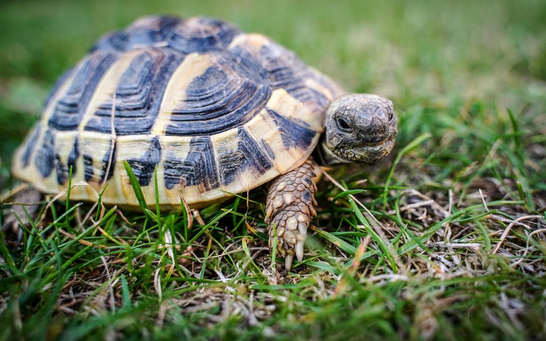 May 23: World Turtle Day | De Último Minuto English