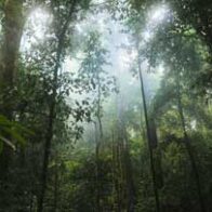 "International Day of Tropical Forests" | De Último Minuto English