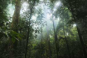 "International Day of Tropical Forests" | De Último Minuto English