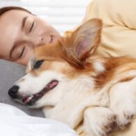 Sleeping with pets: studies reveal emotional benefits, but also risks | De Último Minuto English