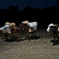 Contraband transported by mules seized in the border area of Elías Piña | De Último Minuto English