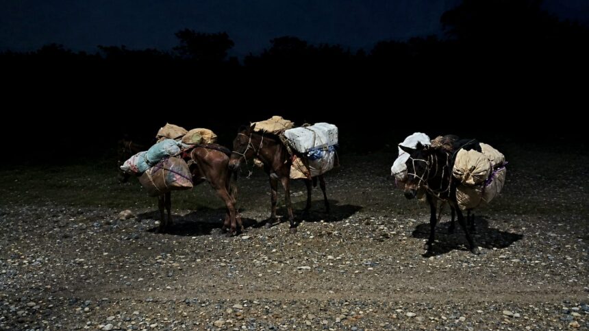 Contraband transported by mules seized in the border area of Elías Piña | De Último Minuto English