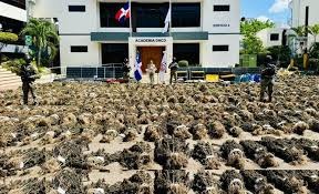 "Plantation of more than 15,000 marijuana plants in Ocoa has a weight of 13,893 pounds" | De Último Minuto English