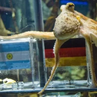 From Paul the Octopus to Artificial Intelligence: this is how World Cup predictions are evolving | De Último Minuto English