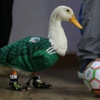 "Merlín, the duck that conquered the World Cup and changed the life of a Mexican family" | De Último Minuto English