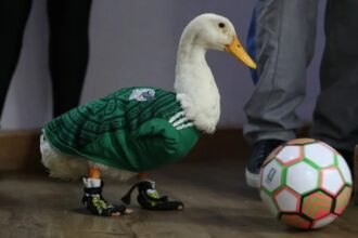"Merlín, the duck that conquered the World Cup and changed the life of a Mexican family" | De Último Minuto English