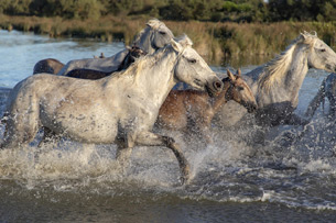 World Horse Day | De Último Minuto English