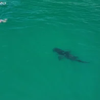 Drone captures 10-foot great white shark swimming just feet from children off California coast
