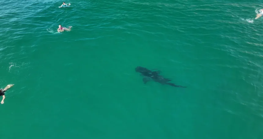 Drone captures 10-foot great white shark swimming just feet from children off California coast