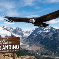 International Andean Condor Day: a date to protect one of the most iconic birds in South America | De Último Minuto English