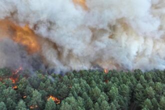 Seventh suspect arrested for the Fontainebleau fires, southeast of Paris | De Último Minuto English