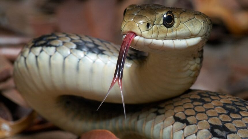World Snake Day: invisible guardians of the natural balance | De Último Minuto English