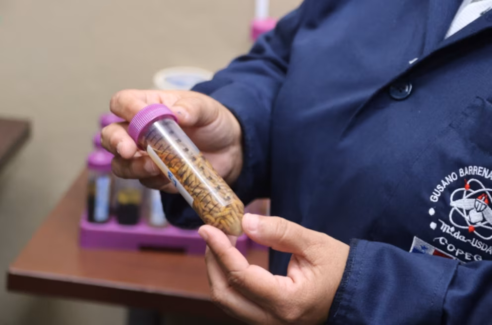 The number of Panamanians affected by the screwworm in cattle has risen to 55 so far this year | De Último Minuto English