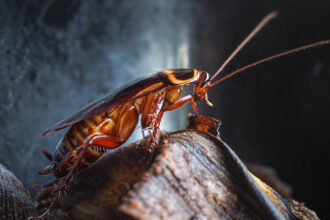 Study: Cockroaches survive thanks to their collective memory