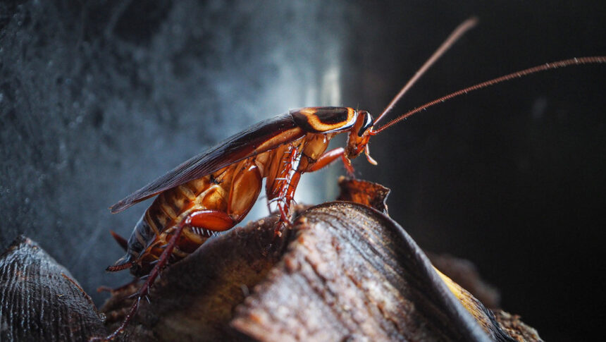 Study: Cockroaches survive thanks to their collective memory