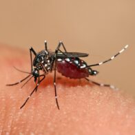Ministry of Health reports 1,411 cumulative cases of dengue in Costa Rica so far in 2026 | De Último Minuto English
