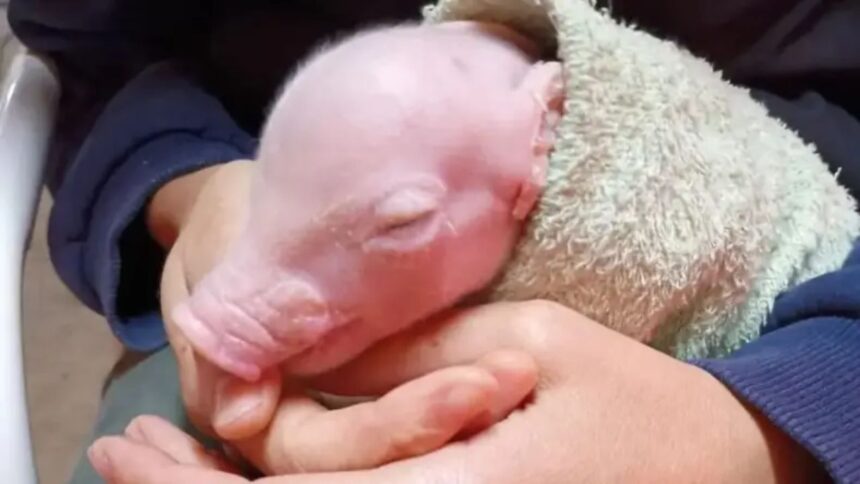 Argentina achieves the birth of the first cloned pig in Latin America for future human transplants | De Último Minuto English