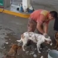 Gas station worker fired for bathing stray dogs during break