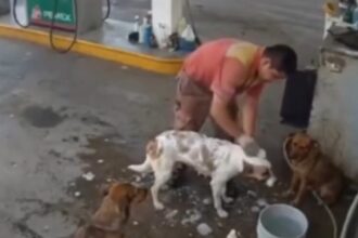 Gas station worker fired for bathing stray dogs during break