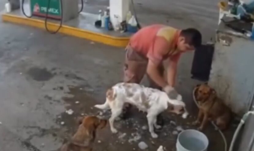 Gas station worker fired for bathing stray dogs during break