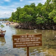 International Day for the Conservation of the Mangrove Ecosystem: a call to protect coastal forests | De Último Minuto English