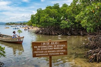 International Day for the Conservation of the Mangrove Ecosystem: a call to protect coastal forests | De Último Minuto English
