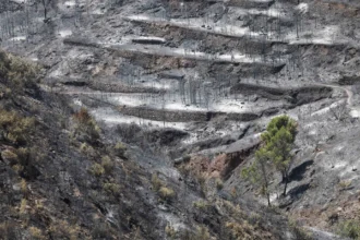 Science and wildfires: CSIC experts provide advice on the evolution of fire | De Último Minuto English