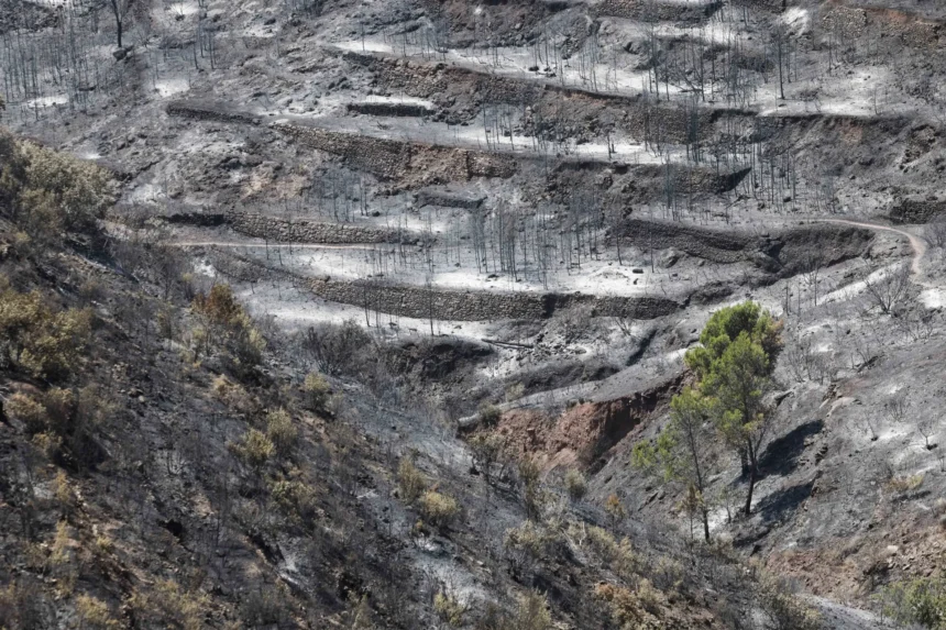 Science and wildfires: CSIC experts provide advice on the evolution of fire | De Último Minuto English
