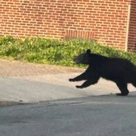 Black bear spotted roaming the streets of downtown Frederick, Maryland | De Último Minuto English