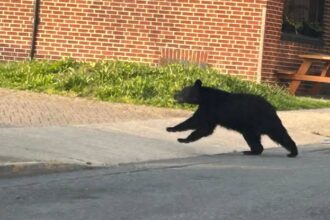 Black bear spotted roaming the streets of downtown Frederick, Maryland | De Último Minuto English