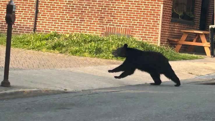 Black bear spotted roaming the streets of downtown Frederick, Maryland | De Último Minuto English