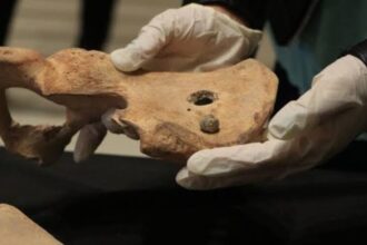 Italy returns a batch of 27 pre-Columbian archaeological pieces and fossils to Mexico | De Último Minuto English