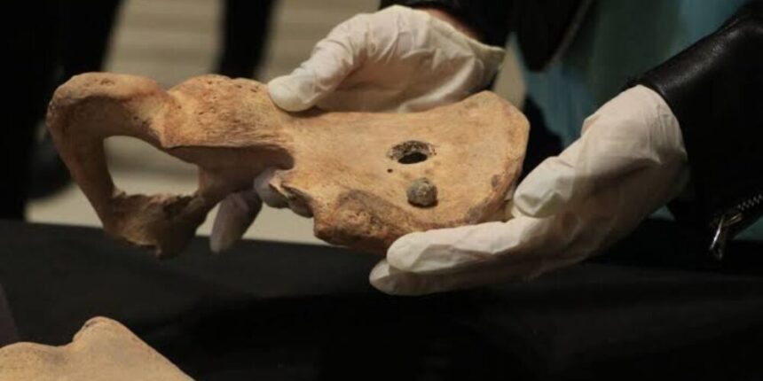 Italy returns a batch of 27 pre-Columbian archaeological pieces and fossils to Mexico | De Último Minuto English
