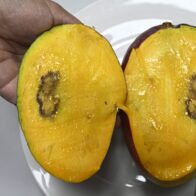 Warning that United States ban on mangoes due to fruit fly would bankrupt 1,200 producers | De Último Minuto English