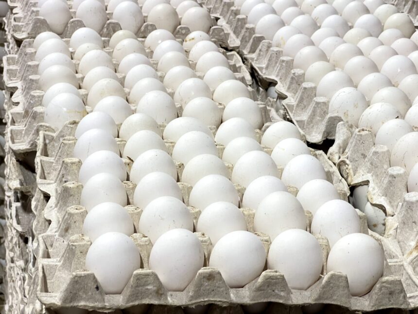 DR resumes egg exports to Cuba with shipment of 3.9 million units | De Último Minuto English