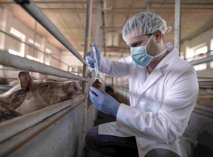 61% of human diseases are of zoonotic origin, warns Peru's health authority | De Último Minuto English