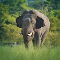 An elephant kills members of a family and 14 years later returns for her | De Último Minuto English