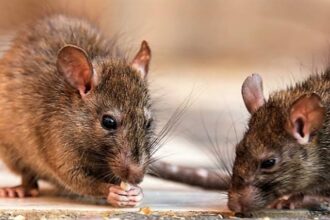 Public Health reports 196 cases of leptospirosis and 15 deaths so far in 2026 | De Último Minuto English
