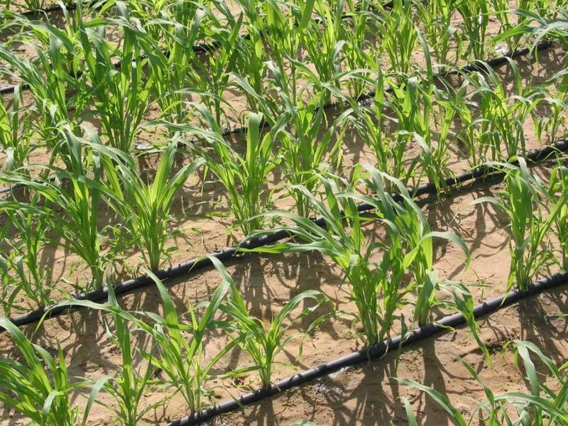 Drip irrigation increases sugar production by 40% at the CAC | De Último Minuto English