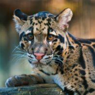 August 4: International Clouded Leopard Day, a call for the conservation of a majestic species | De Último Minuto English