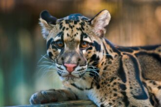 August 4: International Clouded Leopard Day, a call for the conservation of a majestic species | De Último Minuto English