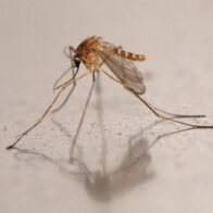 Airport employee dies after malaria cases linked to mosquitoes arriving on a flight