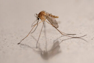 Airport employee dies after malaria cases linked to mosquitoes arriving on a flight