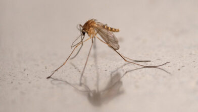 Airport employee dies after malaria cases linked to mosquitoes arriving on a flight