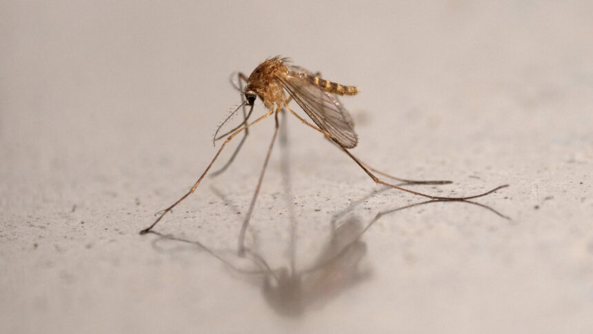 Airport employee dies after malaria cases linked to mosquitoes arriving on a flight