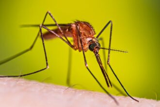 Dengue cases soar by 25% in Costa Rica: more than 2,800 cases reported so far in 2026 | De Último Minuto English