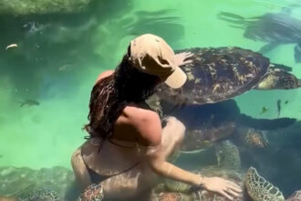Model Cynthia Benítez bitten by turtle while swimming in Zanzibar | De Último Minuto English