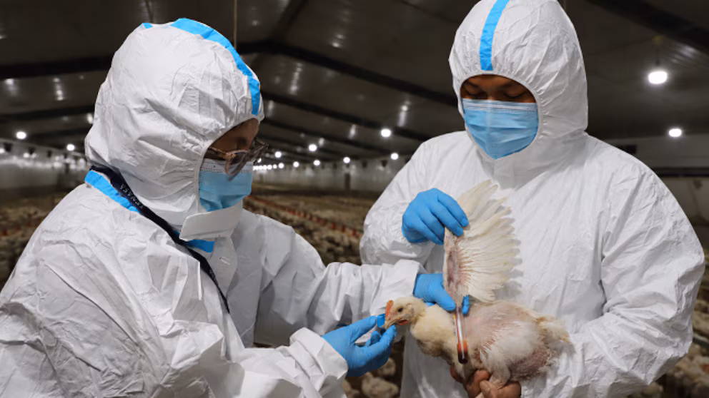 Avian flu in El Salvador, is it dangerous to eat chicken? infectious disease specialist clarifies doubts | De Último Minuto English
